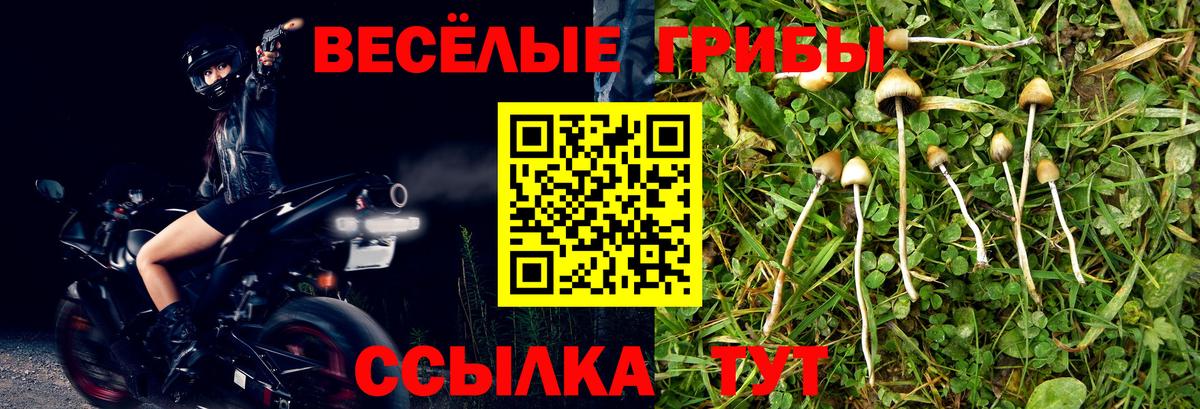 Галлюциногенные грибы Psilocybe Сланцы